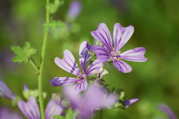 Prowansja flora