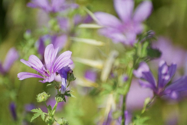 Prowansja flora