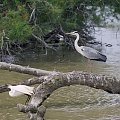 Prowansja fauna