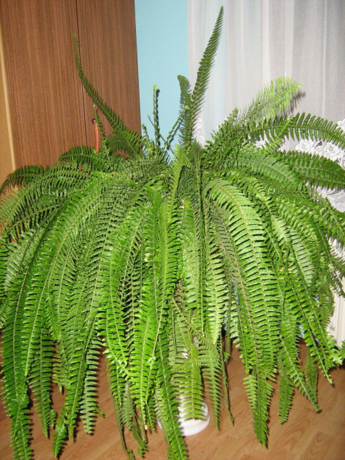 paprotka