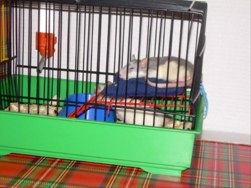 Siesta