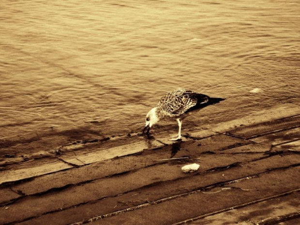 Mewa #mewa #ptak #morze #chorwacja