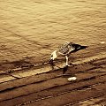 Mewa #mewa #ptak #morze #chorwacja